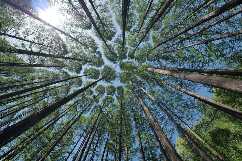 Forest Crown